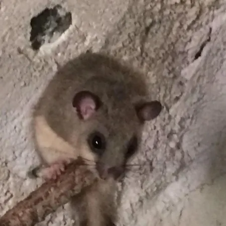 فندق مبيت وإفطار Il Ghiro *