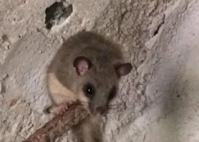 Bed & Breakfast Il Ghiro 3*